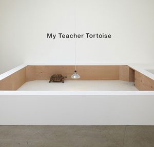 Shimabuku tortoise