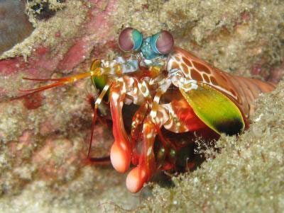 image by Silke Baron - mantis shrimp
