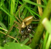 Nursery Web Spiders by Maria J Albo