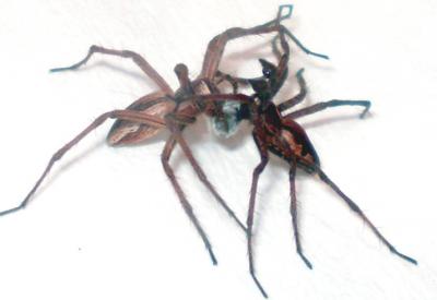 Nursery Web Spiders by Maria J Albo