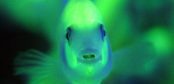 Glowing fish