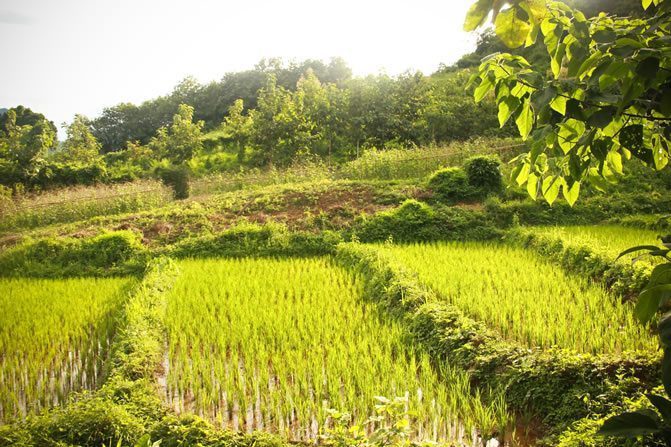 Bryce Eriksen, paddyfield