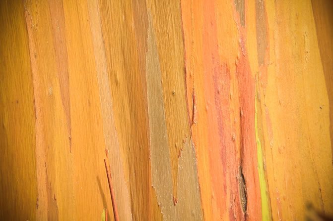 Striped wood by Bryce Eriksen