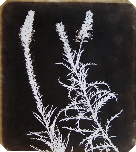William Henry Fox Talbot  Veronica in Bloom  1840  Photogenic drawing  22.9 x 18.7 cms