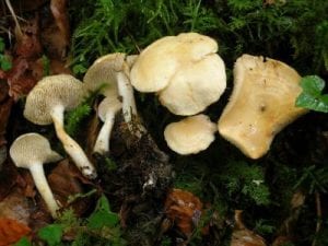 New Mushroom Species : Hydnum vesterholtii