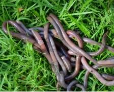 Worms