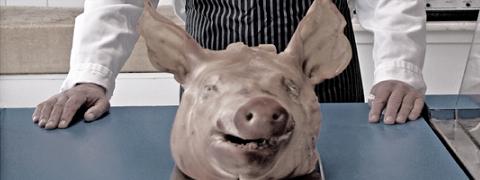 Pig's head
