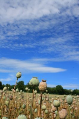 poppies