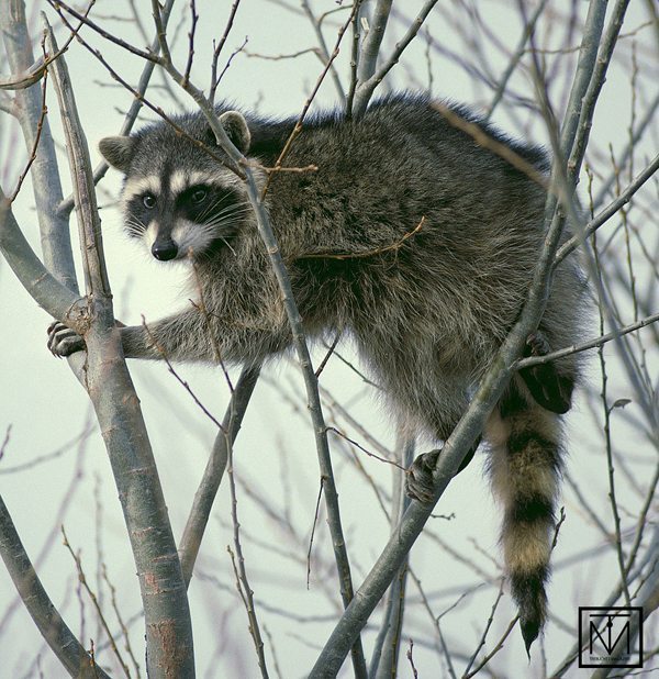 Raccoon climbing in tree
