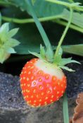 A picture of a strawberry