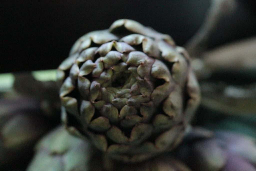 A picture of an artichoke
