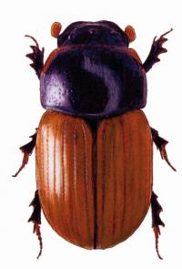 Drawing of beetle by Kari Heliövaara