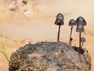 A picture of Mushrooms