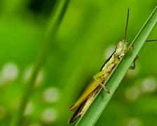 A picture of a green insect by freedigitalphotos.net/sweetcrisis