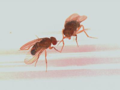 A picture of fruitflies by U-M Health System