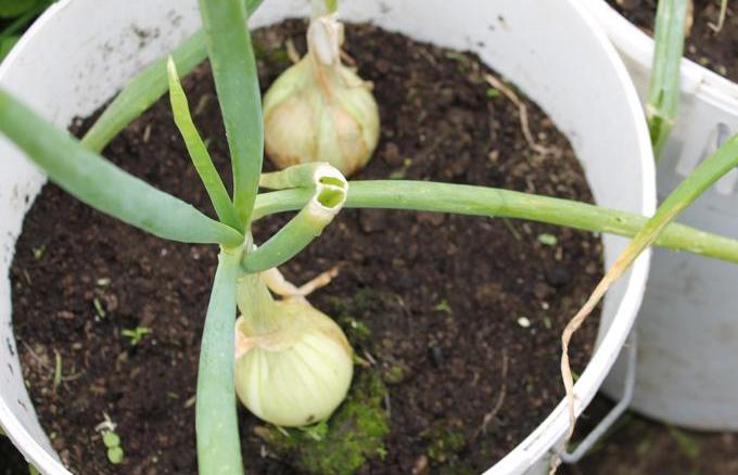 A picture of some onions growing by Sunny Keenan