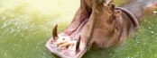 A picture of a hippo by Freedigitalphotos.net/RTP411