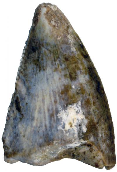 A dinosaur tooth by  Maxim Leonov (Palaeontological Institute, Moscow).