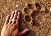A picture of a cat footprint in Africa by Jyoti