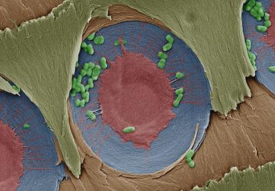 A tree branch filter by Michael Boutilier and Jongho Lee