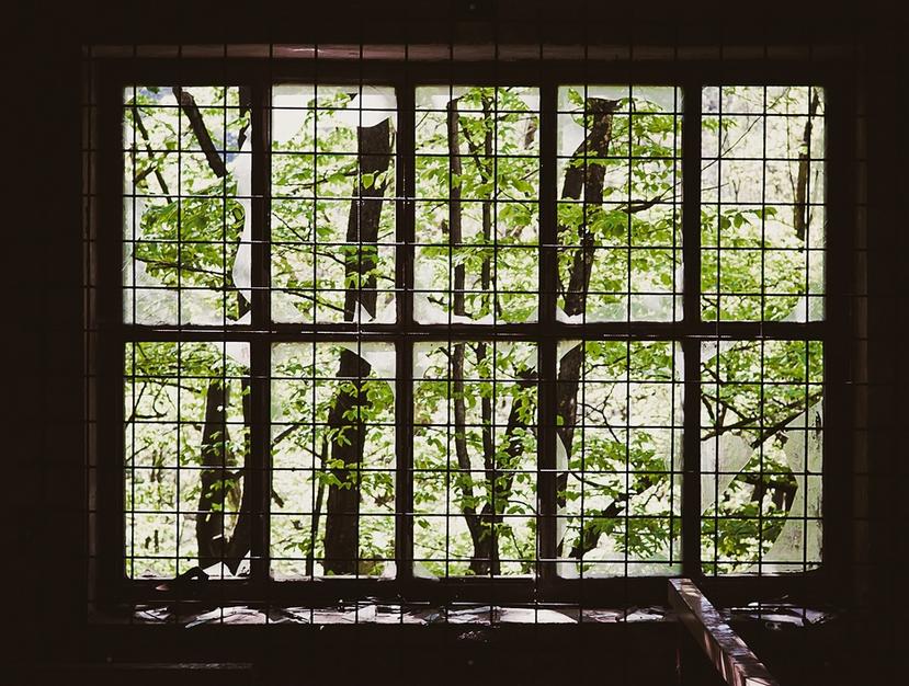 A picture of a window and leaves by Martin Wessely