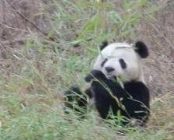 A picture of a panda by Sue Nichols, Michigan State University Center for Systems Integration and Sustainability