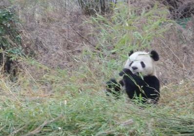 A picture of a panda by Sue Nichols, Michigan State University Center for Systems Integration and Sustainability