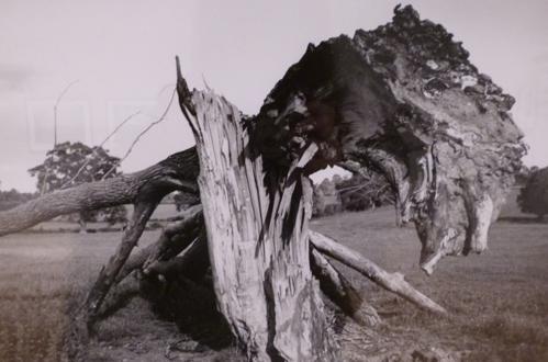 A detail from a Paul Nash photograph