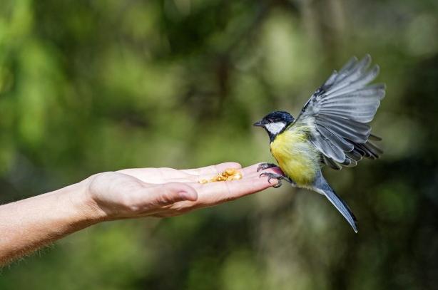 bluetit by Tambako the Jaguar