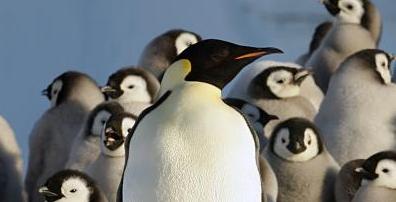 penguins by Robin Cristofari, CNRS IPEV
