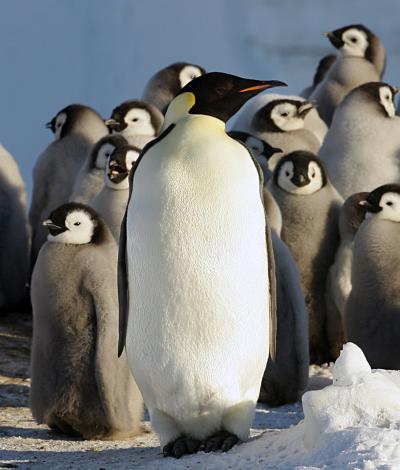 penguins by Robin Cristofari, CNRS IPEV