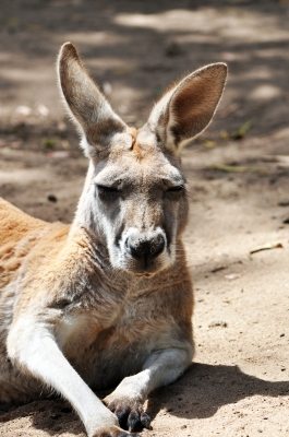 kangaroo by freedigital and Michelle Meiklejohn