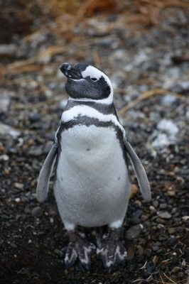 penguin by freedigital and porbitai