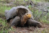 giant tortoise by James P. Gibbs, SUNY-ESF