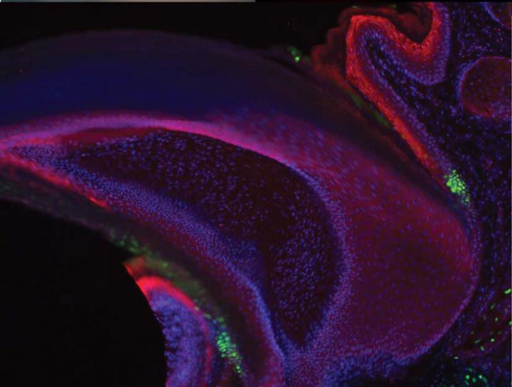 stem cells in a mouse nail by Krzysztof Kobielak lab