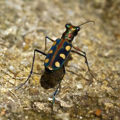 tiger beetle by freedigitalphotos.net and sippakorn