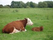 cow and calf by QMULUniversity of Nottingham