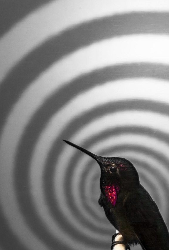 hummingbird by © Matthew Shain 2014