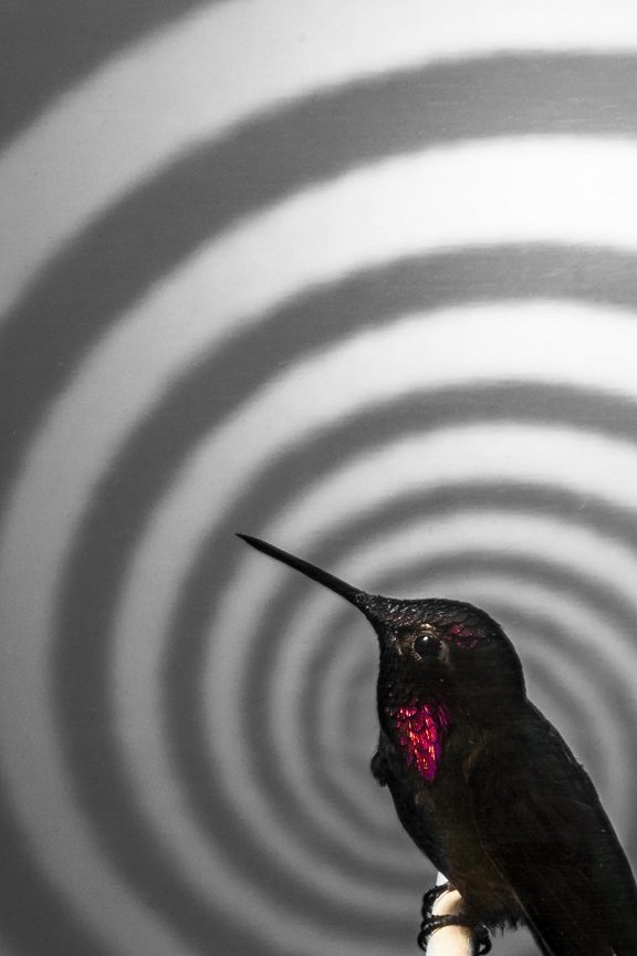 hummingbird by  © Matthew Shain 2014