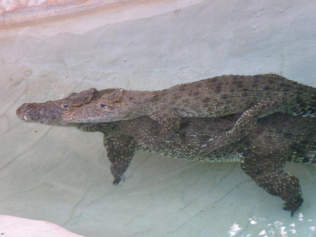 Crocodiles by Vladimir Dinets