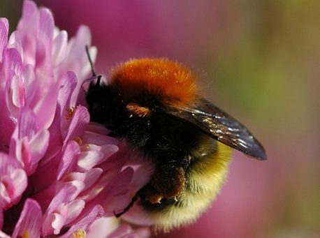 bumblebee by Dave Goulson