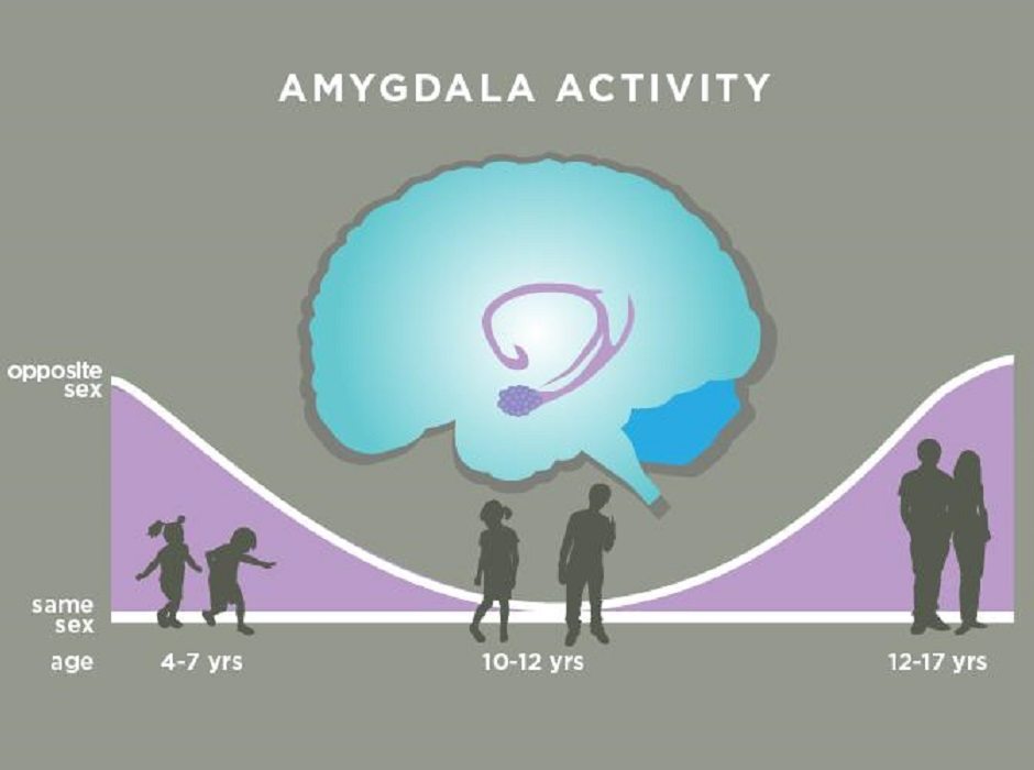 Amygdala activity by Julie McMahon