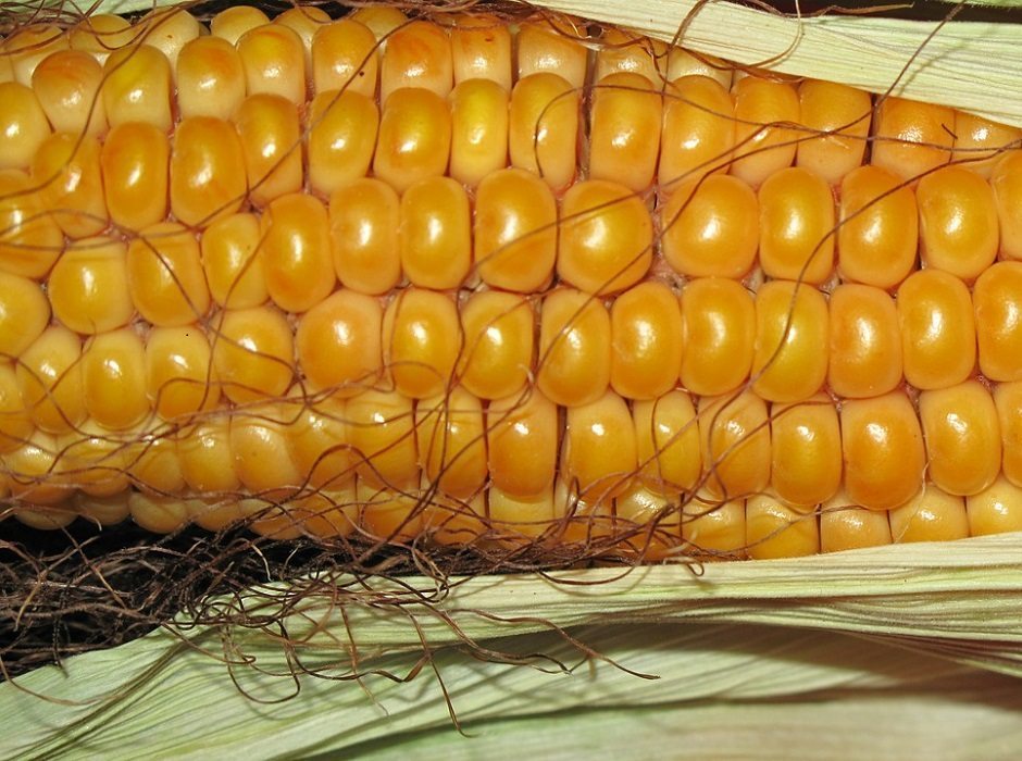corncob by Doris Dorfmeister