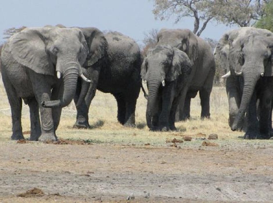 Elephants by Blaire Van Valkenburgh