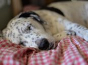 sleeping dog by Woodsie