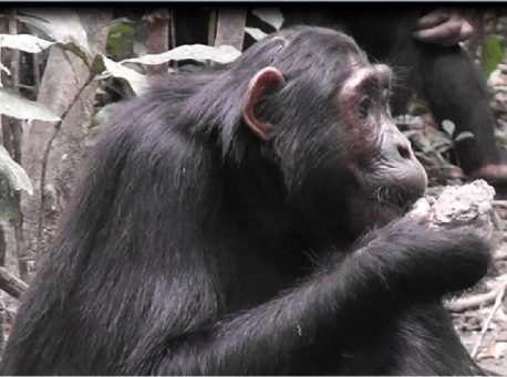 Chimpanzee eats clay by Anne Schel