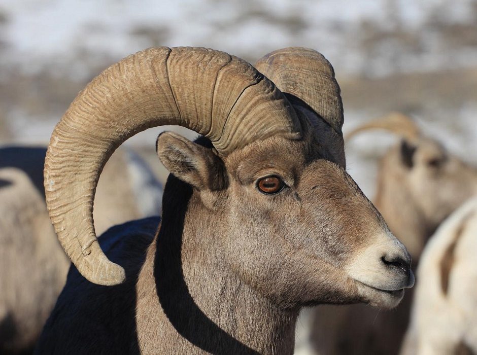 Colorado Bighorn