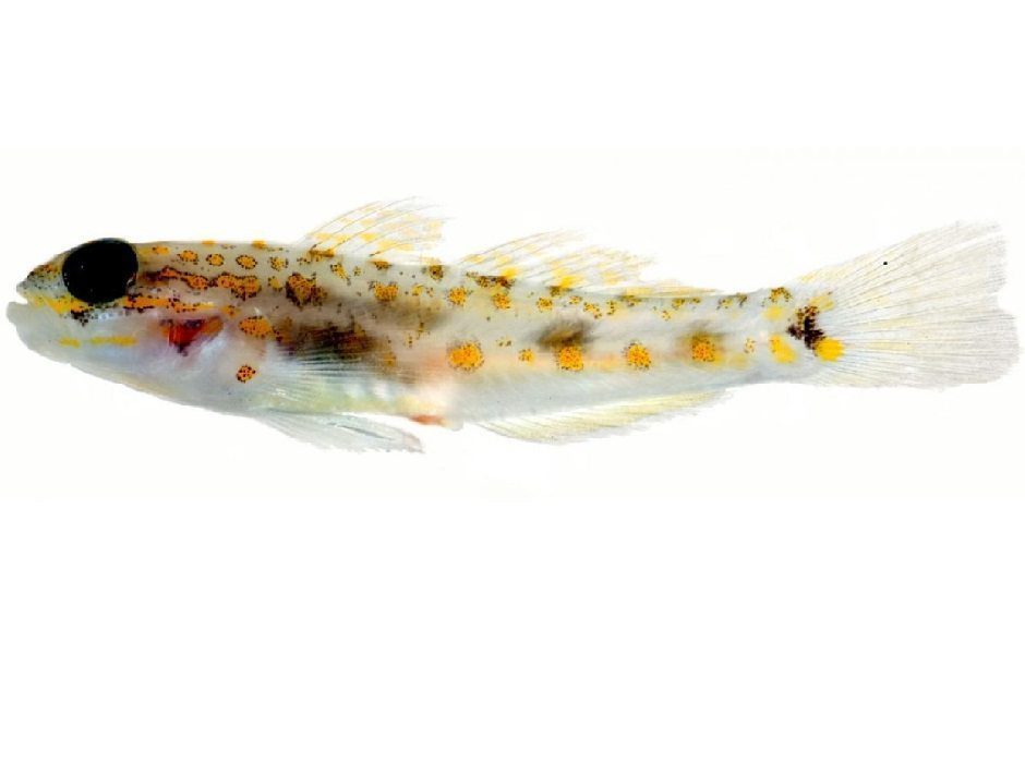 goby by Carole Baldwin and Ross Robertson, Smithsonian Institution