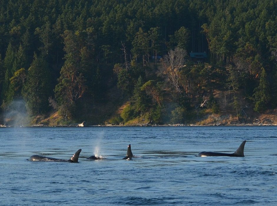 orcas