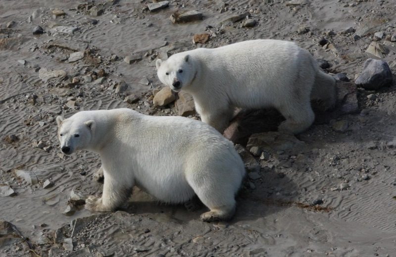 Polar Bears by AMNHR. Rockwell